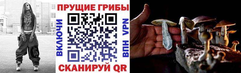 Псилоцибиновые грибы Psilocybe  Бородино 